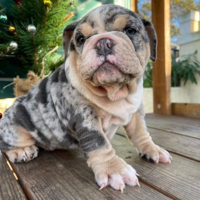 Available State bulldogs puppies (1)