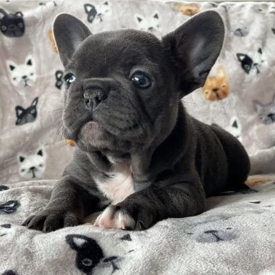 Available State bulldogs puppies (10)