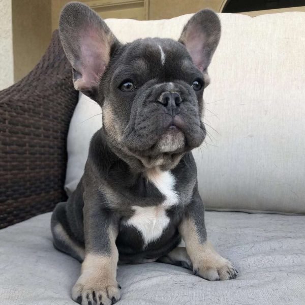 Available State bulldogs puppies (12) Available State bulldogs puppies (12)