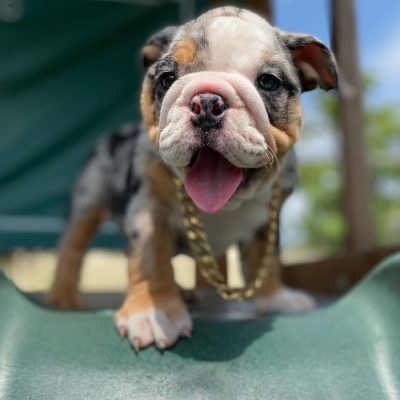 Available State bulldogs puppies (2)