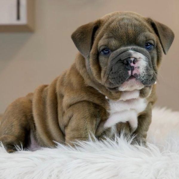Available State bulldogs puppies (5) Available State bulldogs puppies (5)