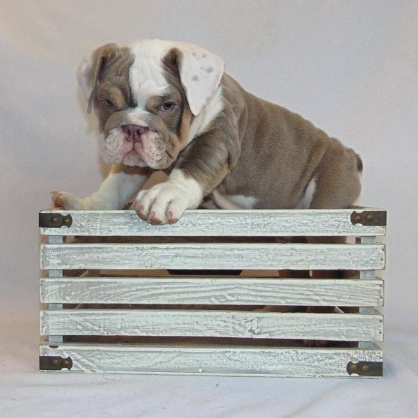 Available State bulldogs puppies (6) Available State bulldogs puppies (6)