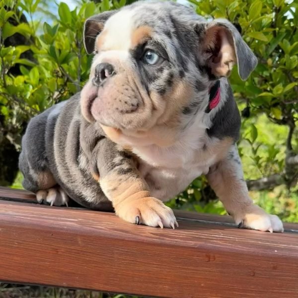 Available State bulldogs puppies (7) Available State bulldogs puppies (7)