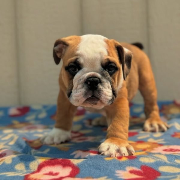 Available State bulldogs puppies (8) Available State bulldogs puppies (8)