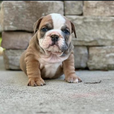 WhatsApp Image 2026-02-13 at 07.27.05 (1)