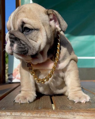 WhatsApp Image 2026-02-13 at 07.27.05 (2)