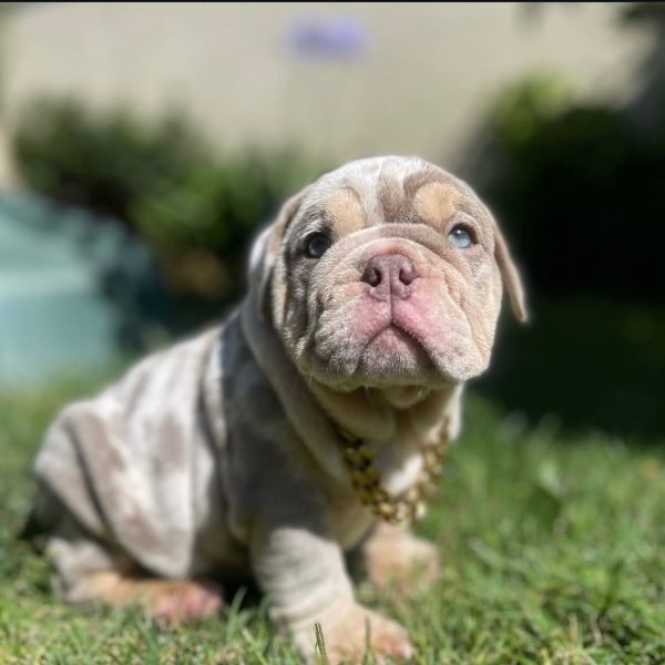state bulldog (11) state bulldog (11)