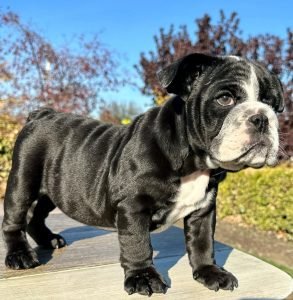 state bulldogs (6) state bulldogs (6)
